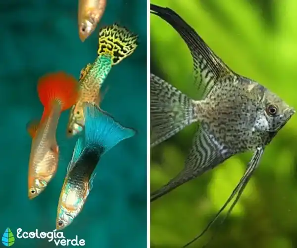 2025082112886604.webp 2.webp