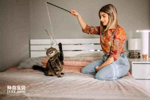 How much exercise does a cat need each day?