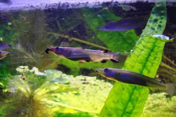 Viviparous fish: Examples and characteristics - Half-beaked fish (Nomorhamphus liemi)