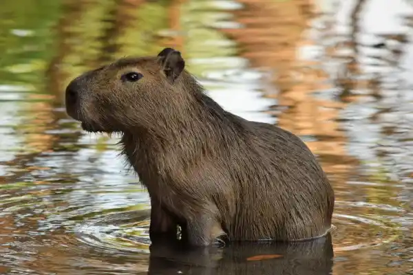 Capybara (Carpincho): Characteristics, Distribution, Diet, Behavior, Reproduction, Trivia and Frequently Asked Questions