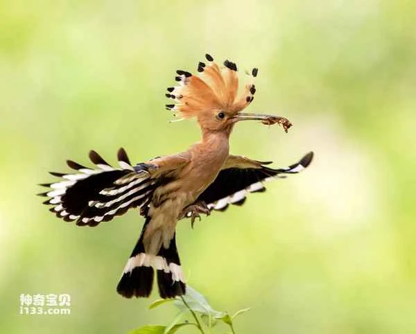 What country does the hoopoe originate from? (Detailed introduction)