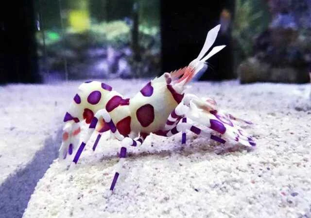 Painted Waxy Shrimp (scientific name: Hymenocera picta): The nemesis of starfish, an elegant dancer in the ocean.