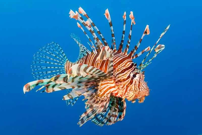Lionfish (Pterois)