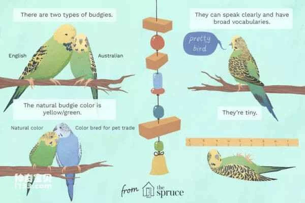 Pet Budgerigar Guide