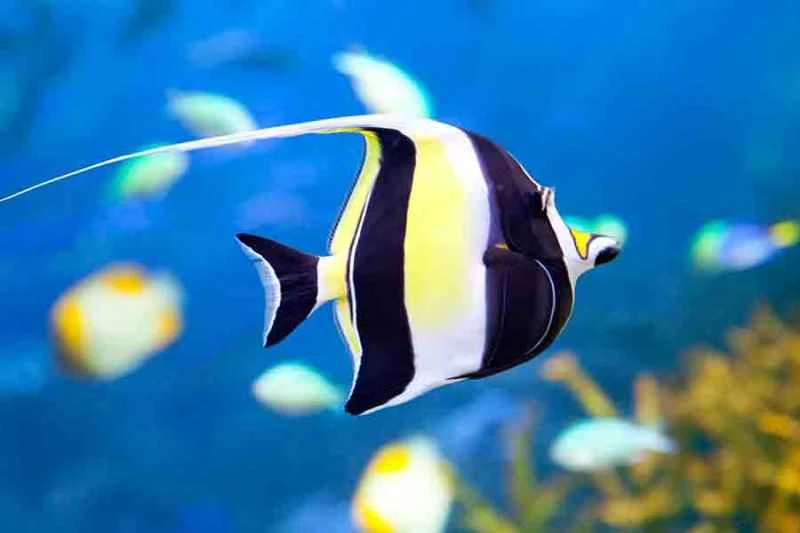 Moorish idol (Zanclus cornutus)