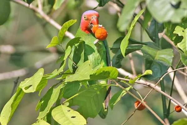 Tipos de loros - Lorito de cara roja (Geoffroyus geoffroyi)