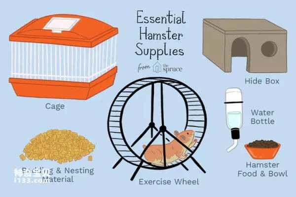 How to care for your pet hamster (first make sure you have everything your new pet needs)