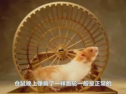 Why do hamsters like to run on wheels? (Detailed explanation)