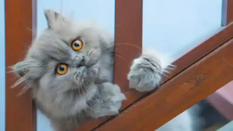9 Fun Facts About Persian Cats: Elegant, Lazy, and Charming "Kings of Cats"