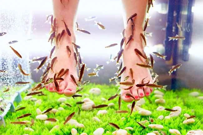 What kind of fish is used in fish foot massage? A deeper look into the secrets behind the "fish that eats foot skin."