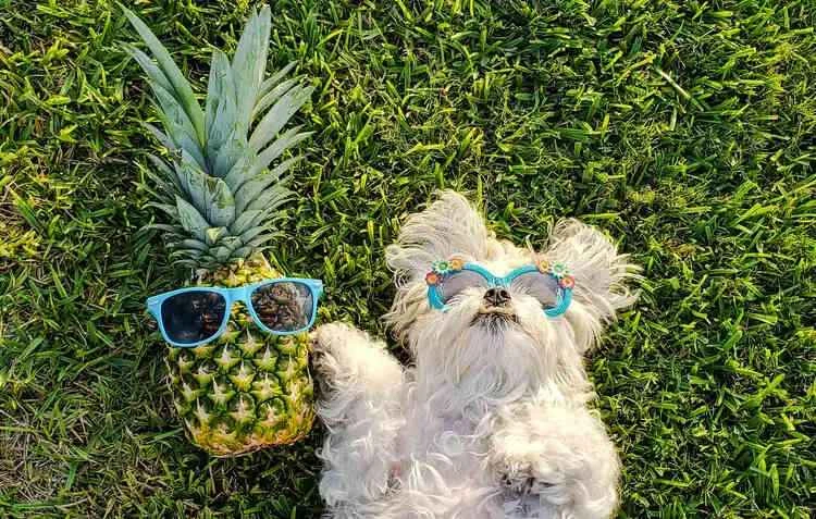 Can dogs eat pineapple?