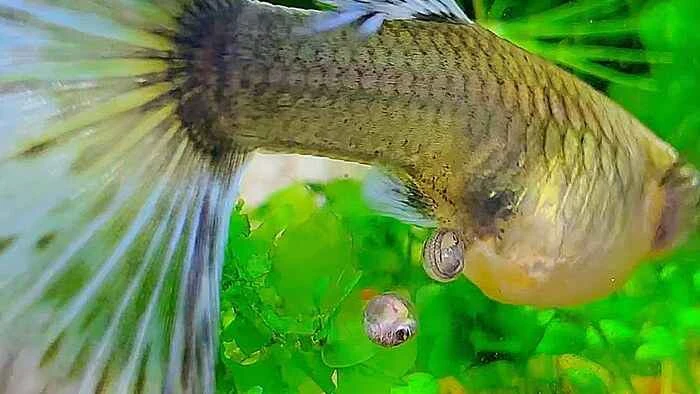 Should guppy fry be separated after birth? What is the correct method for raising guppy fry?