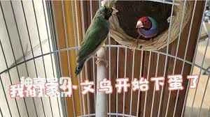 The behavior of a Java sparrow before laying eggs (detailed introduction)