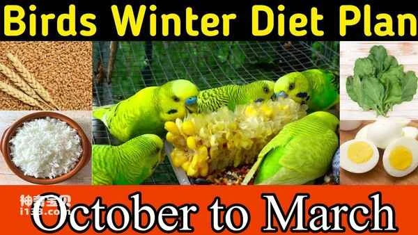 How to care for parrots in winter (detailed guide)