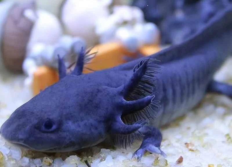 Blue Mexican axolotl 蓝色墨西哥钝口螈