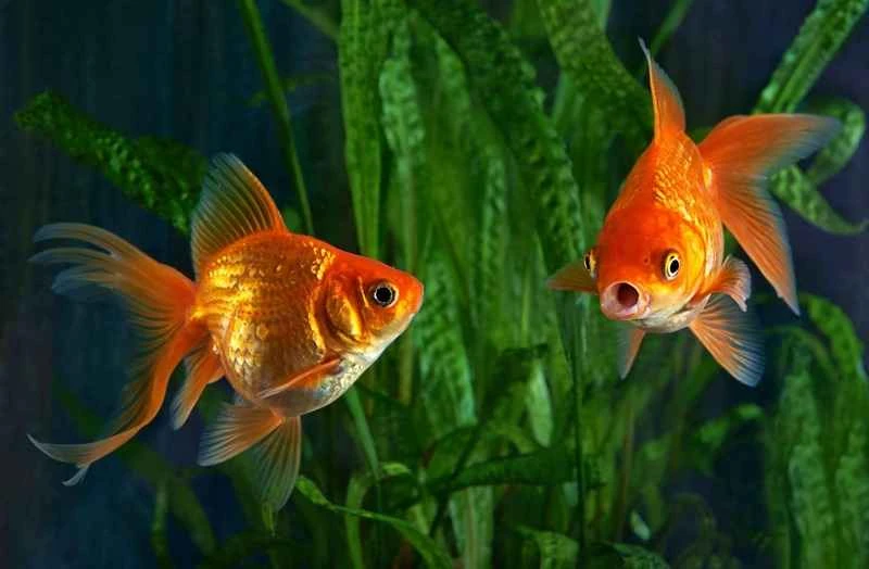How long can goldfish live? A comprehensive guide to goldfish lifespan.