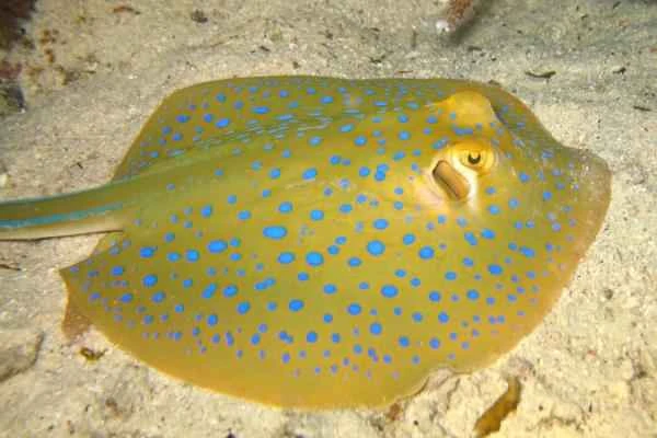 Tipos de rayas - Raya de manchas azules