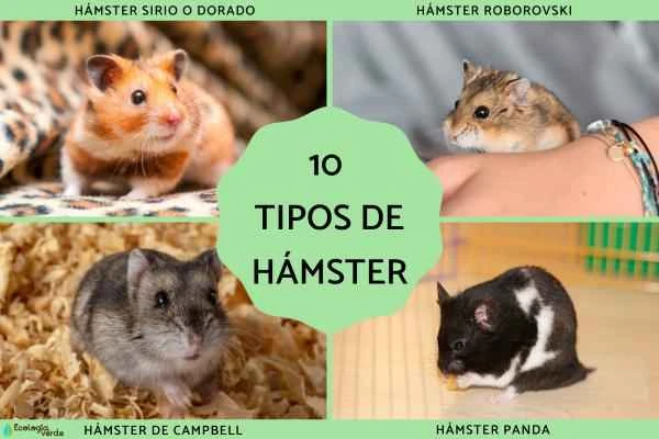 Introduction and characteristics of 10 common pet hamster breeds (with illustrations)