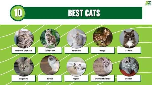 Top 10 easiest cats to raise