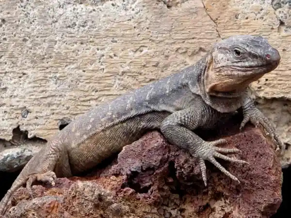 Children's Science: The Difference Between Reptiles and Amphibians