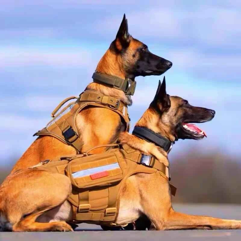 Advantages and disadvantages of Belgian Malinois
