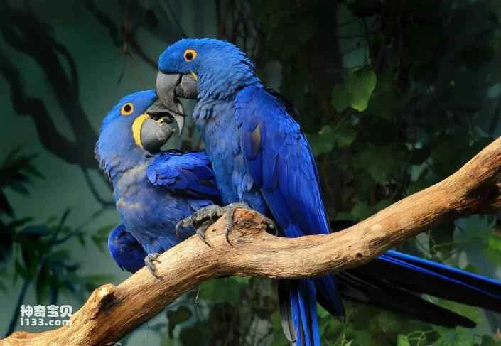 What are the different breeds of blue parrots?