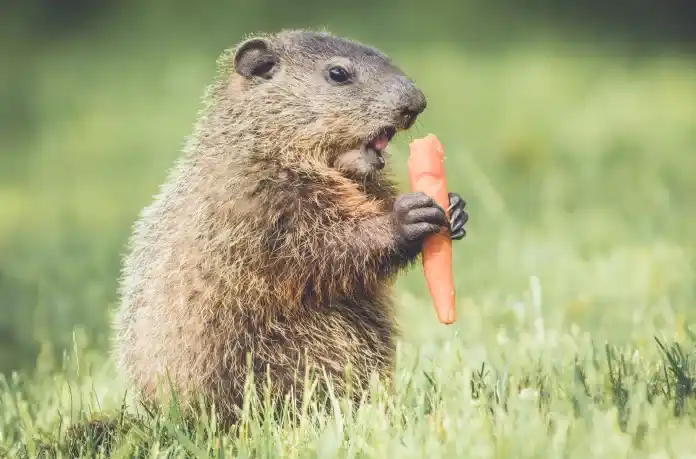 What do groundhogs eat? Understanding their dietary habits and behavior.