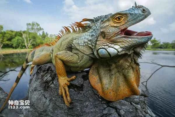 Iguana Overview: Habitat, Behavior, Diet