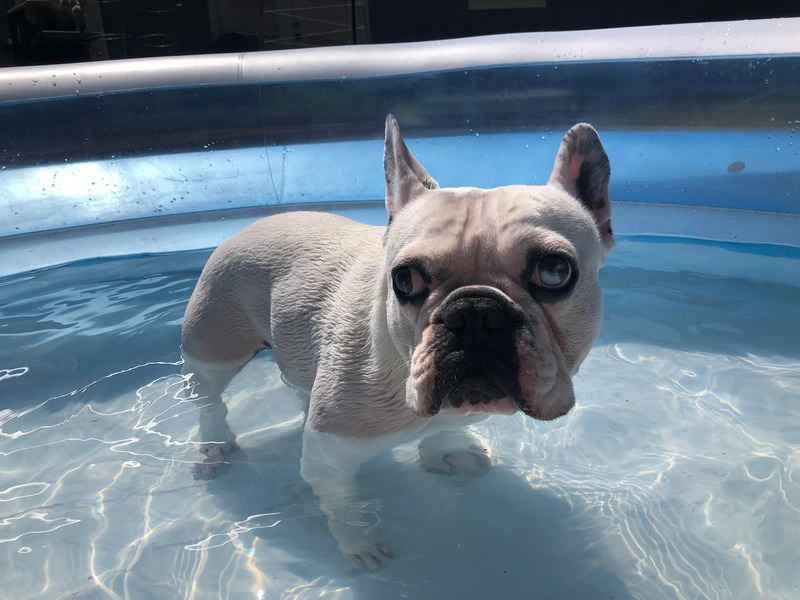 Top 10 Dogs That Don't Like Playing in Water