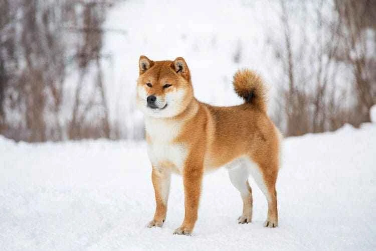 The ten cold-resistant dog breeds in the world