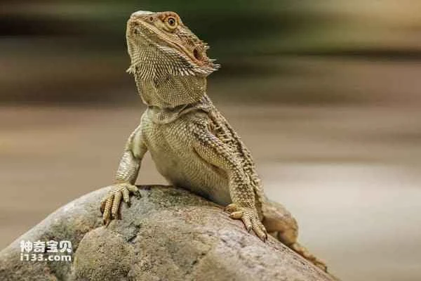 Bearded Dragon Lizard Profile: Habitat, Behavior, Diet