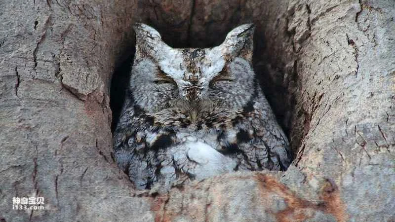 How do birds sleep? (Detailed explanation)