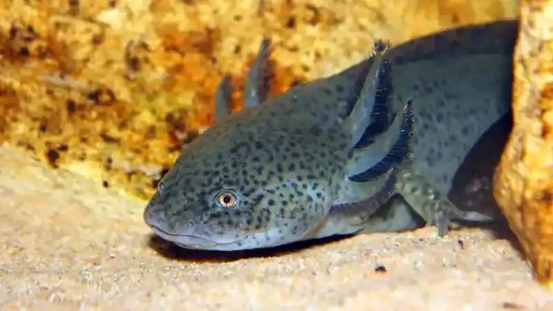 The lifespan of the axolotl: its survival time in the wild is only half that in captivity.