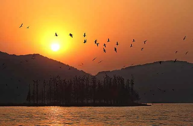 Wow, there are so many kinds of birds! Come and take a look!