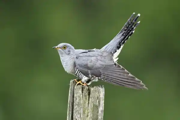 Cuckoo: Incubation Methods and Habitat