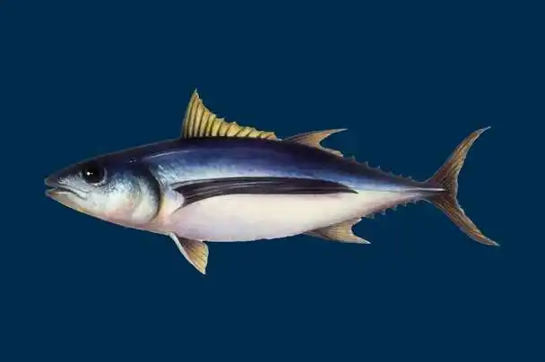 Longfin Tuna 长鳍金枪鱼