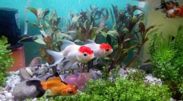 What kind of water is best for raising fish? — The impact of different water qualities on fish health and selection.