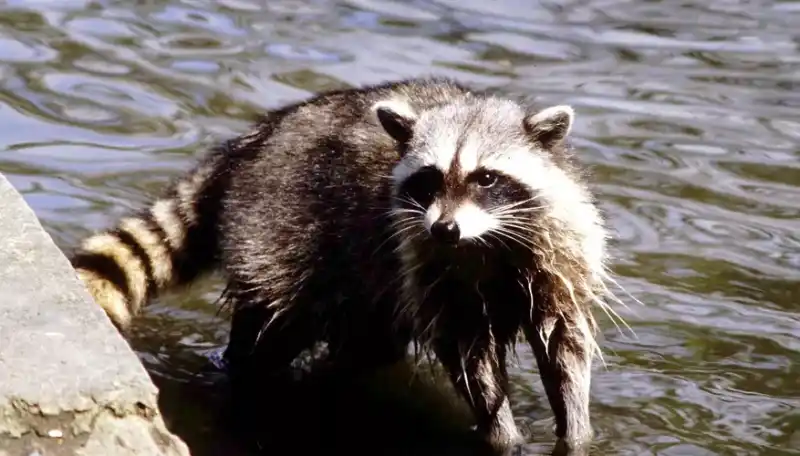 What do raccoons eat? A comprehensive guide to raccoon diets.