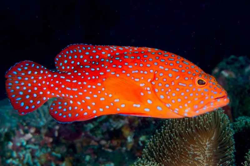 Coral grouper (Plectropomus leopardus)