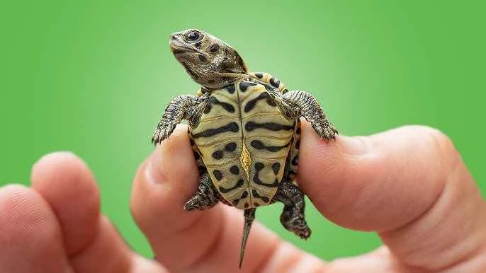Are turtles happy pets? Learn about turtles' happiness and how to make them happy.