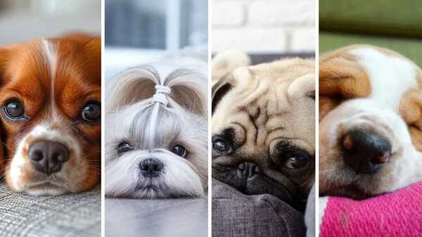 Top 10 indoor pets for lazy people