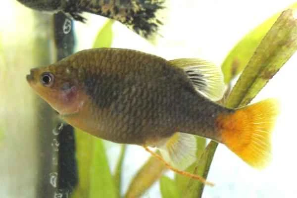 Viviparous fish: Examples and characteristics - Xenotoca eiseni (Xenotoca eiseni)