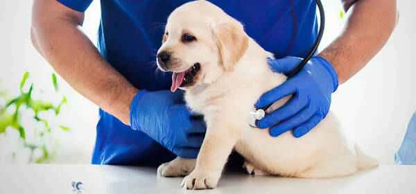 How do I apply for a pet vaccination certificate?