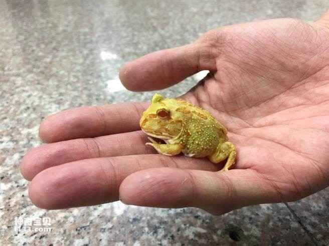 Do horned frogs have teeth?