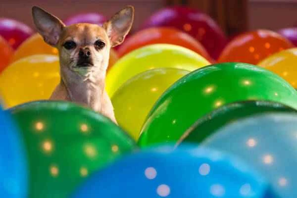 Chihuahua breeding methods and precautions