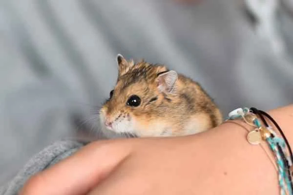 Hamster Types - Roborovski Hamster