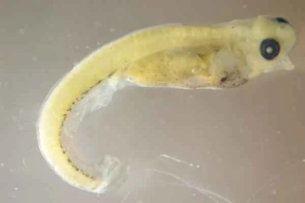 Ciclo de vida de los peces - Larva