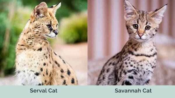 The difference between Savannah cats and servals