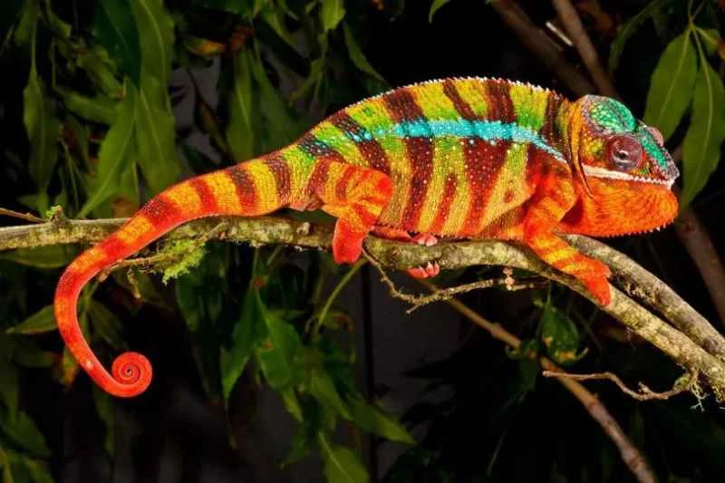 Panther Chameleon: A Comprehensive Analysis of This Colorful Reptile
