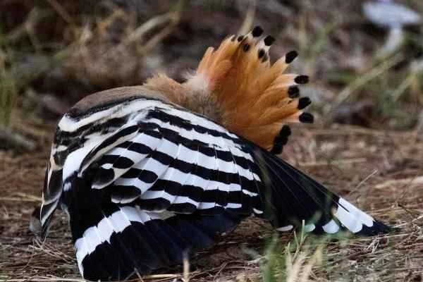 Abubilla: características, hábitat and alimentación